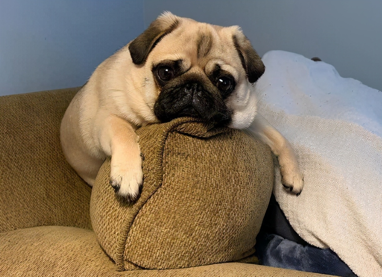 狗狗换新主人多久能适应,狗狗换了主人后会有什么表现