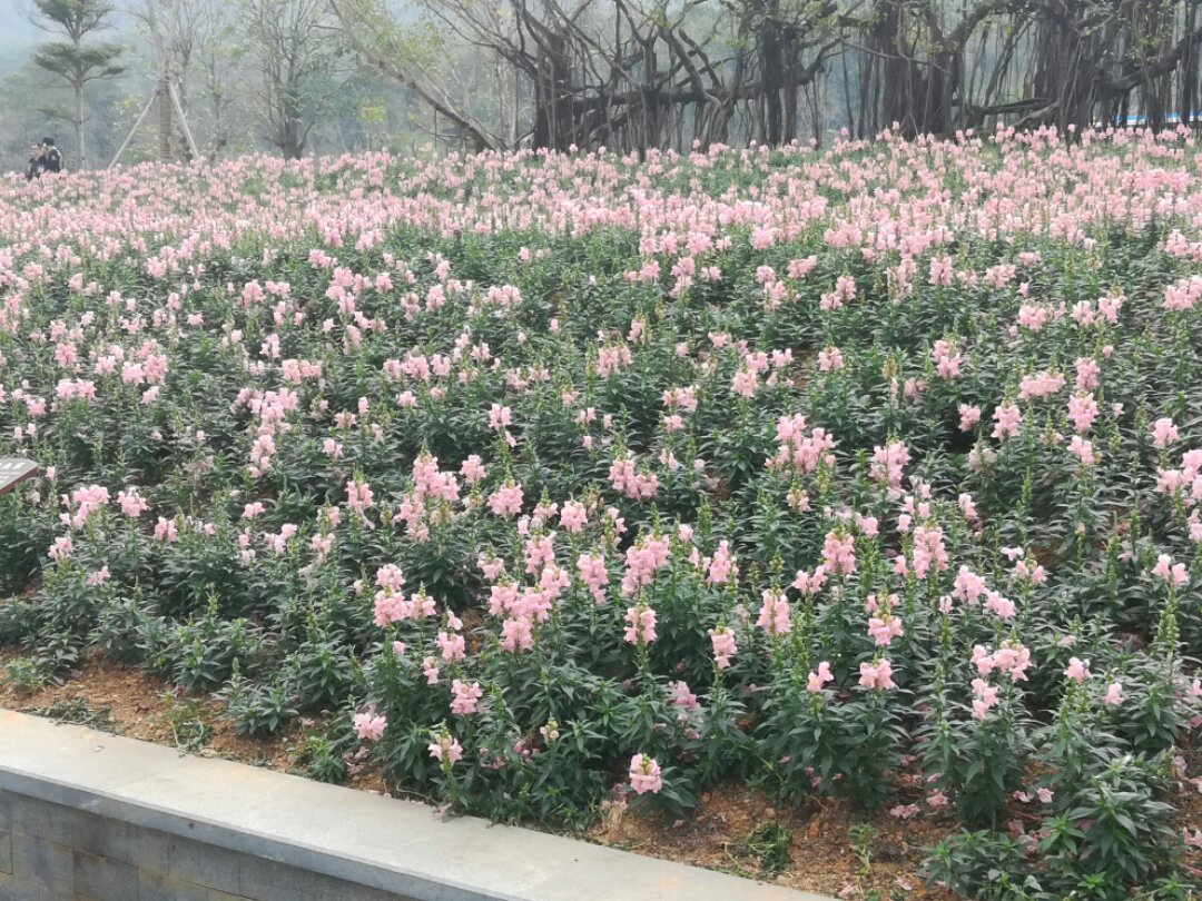 青秀山奇幻之旅,南宁2022奇妙之旅