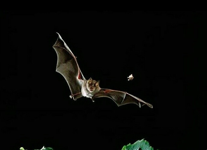 蝙蝠吃什么东西小视频,蝙蝠主要吃什么