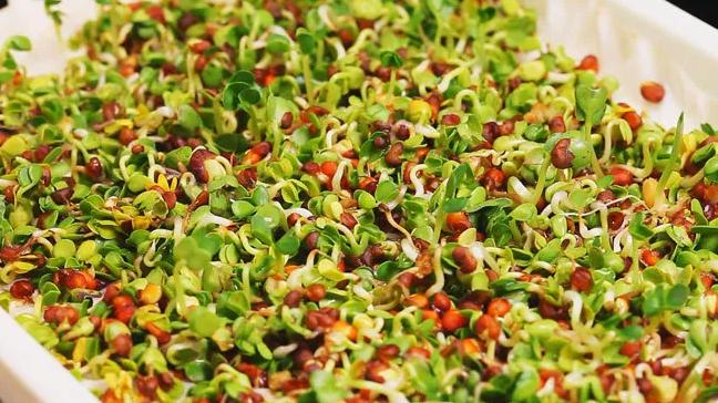 萝卜莴笋白菜黄花菜都是蔬菜,冬天萝卜白菜靠边站