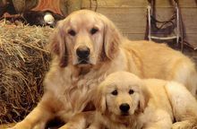 金毛品种的狗的图片,金毛寻回猎犬排行