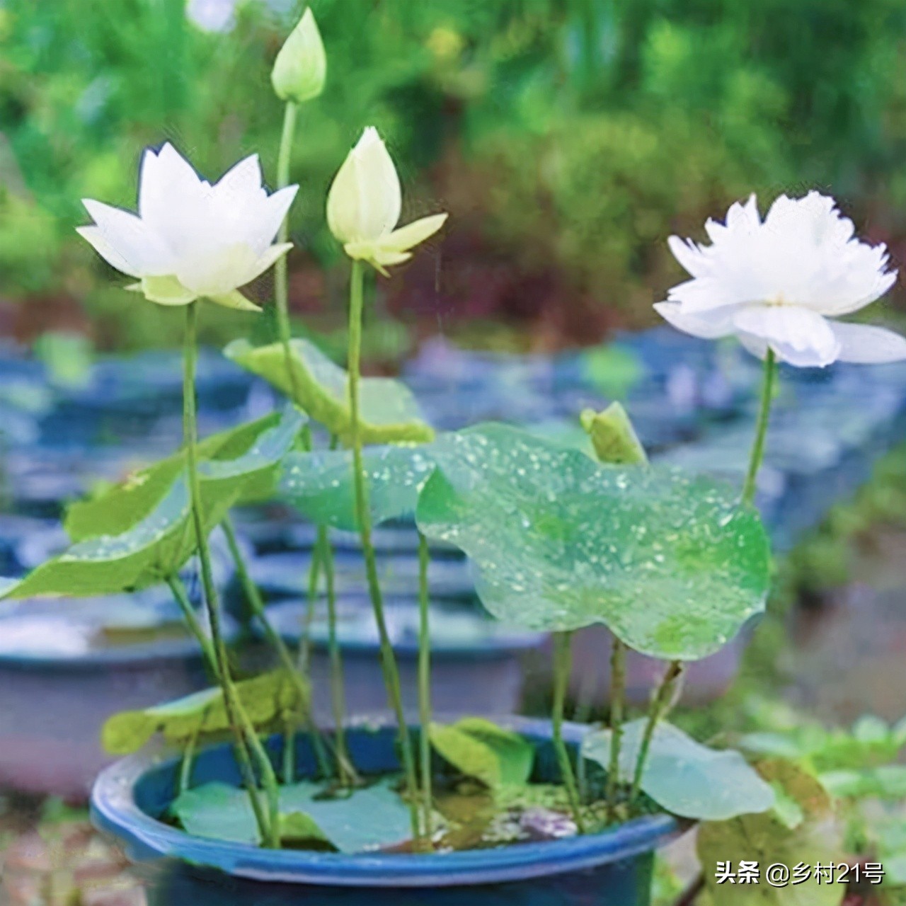 盆栽荷花养殖方法和注意事项,盆栽荷花怎么栽培