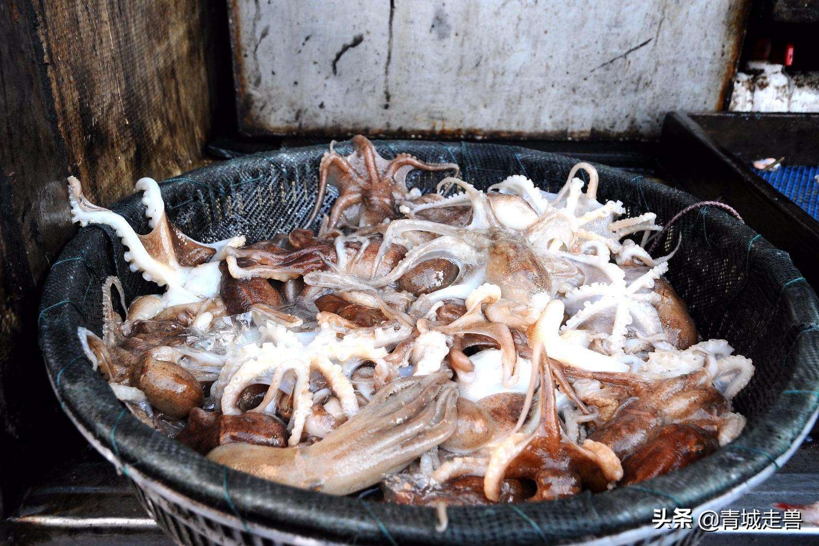 胶东八带家庭做法,胶东人喜欢吃的菜