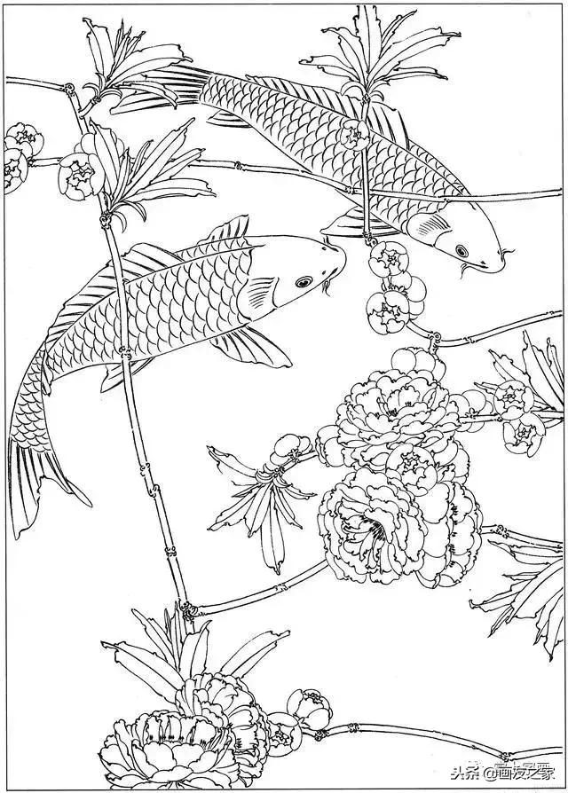 白描荷花鱼线稿图片,白描动物鱼图片大全