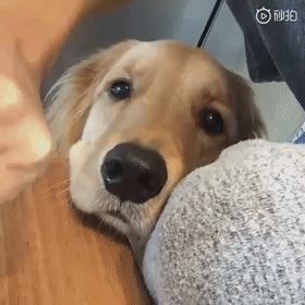 养什么狗好不爱叫,养什么狗不拆家不生病