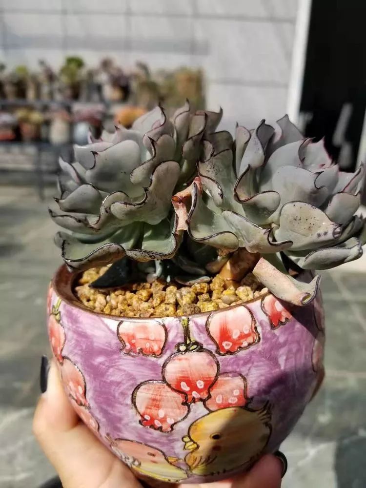 爱机车，爱多肉，宝妈花姐的诗和远方