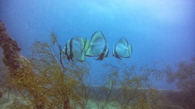 帕劳必去旅游景点,帕劳旅游攻略必看