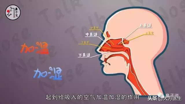 详细看一下鼻子的结构,从鼻孔形状能看出鼻子高低吗