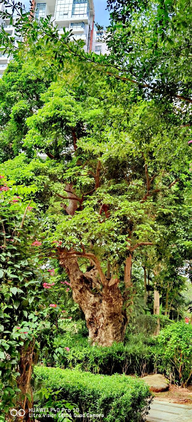 三亚地标性建筑美丽之冠大松树,三亚美丽之冠