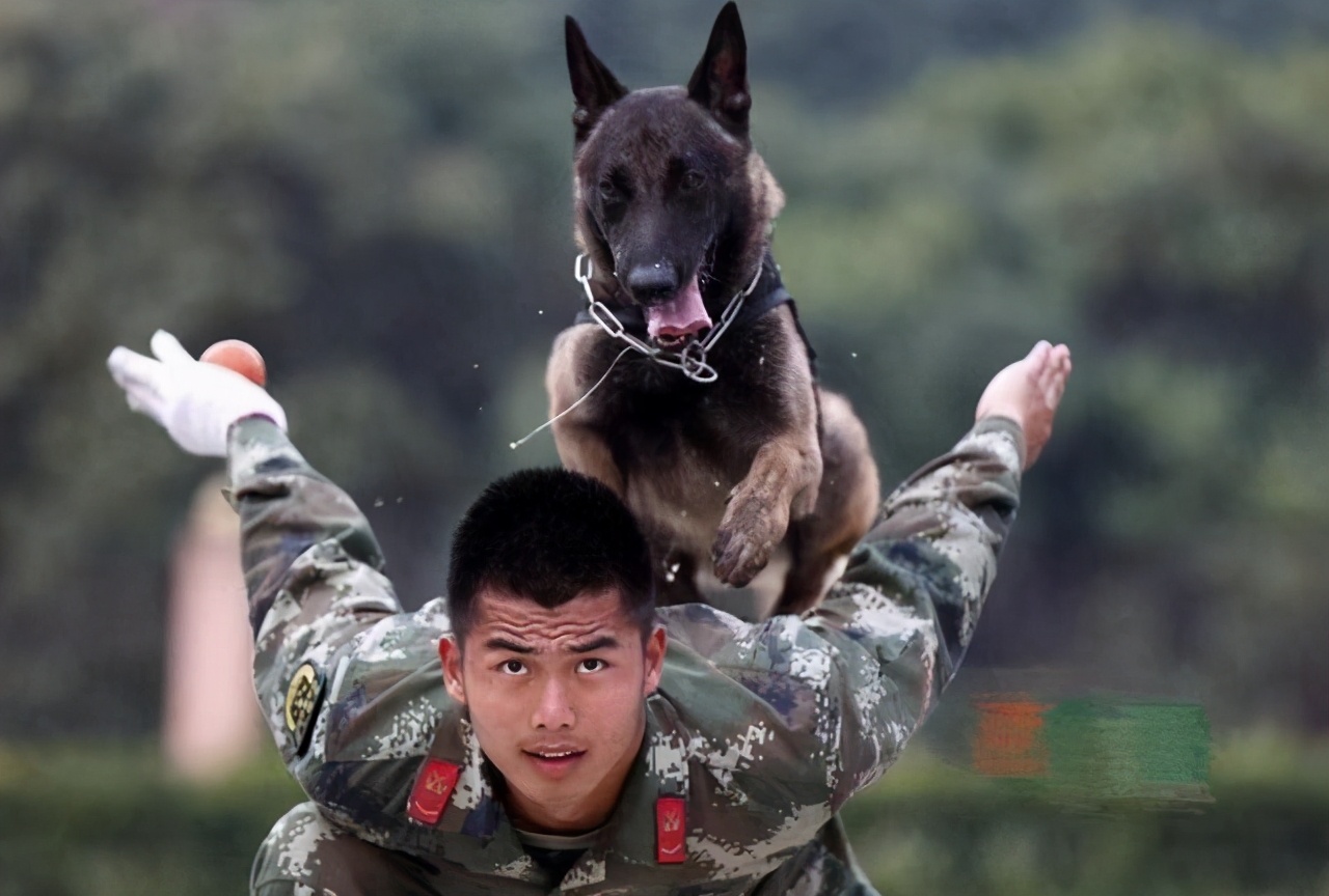 猛犬做保镖勇猛保护主人,大型猛犬高加索简直就是保镖