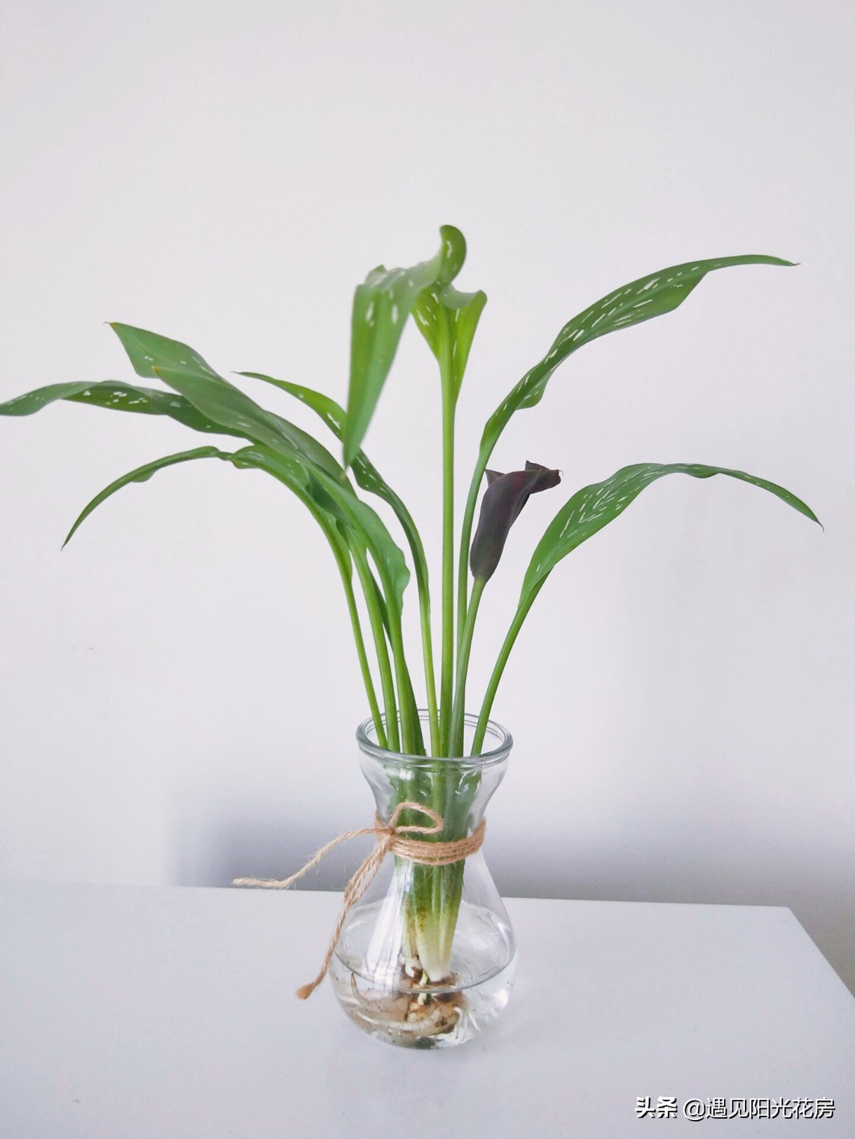 家庭种植水培马蹄莲是没有农药吗,马蹄莲的正确水培方法和注意事项