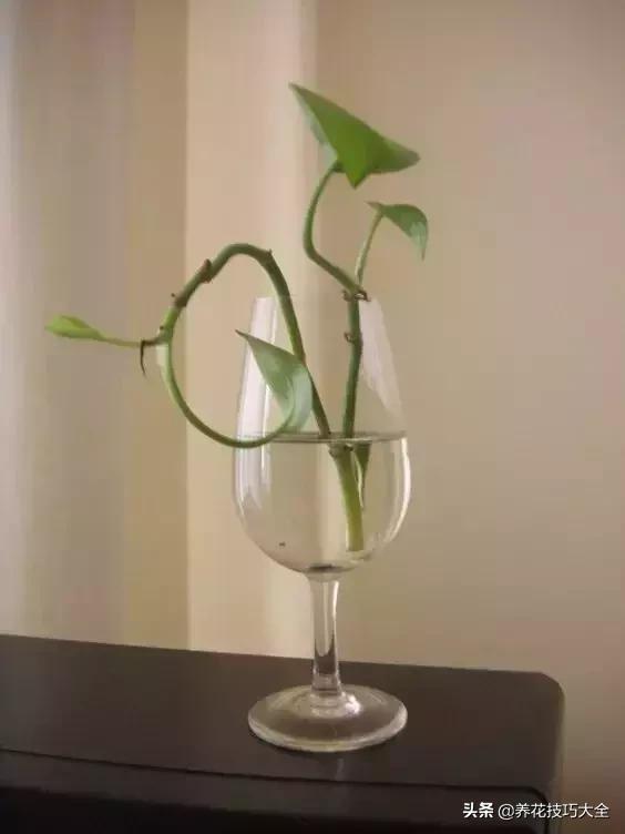 什么花也养不活,什么花都能养死