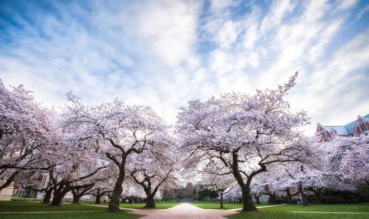 universityofwashington,华盛顿大学华盛顿校区怎么样
