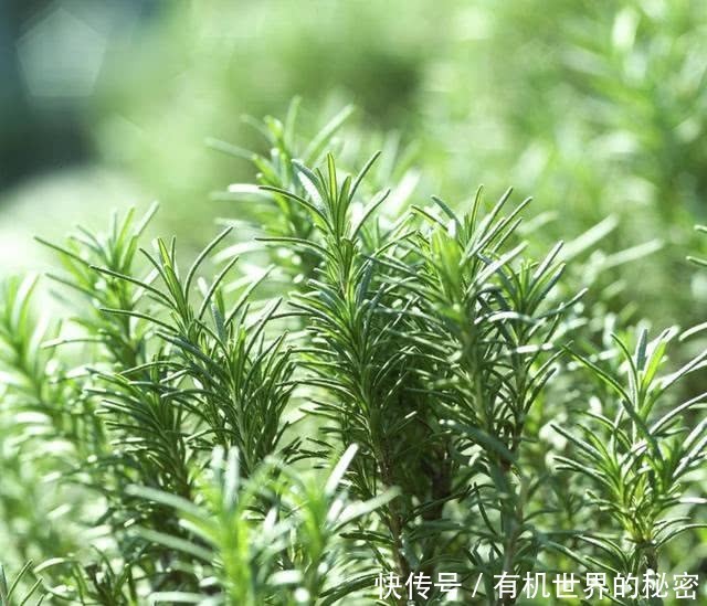 精油的有效期限是多久,精油一般开了保质期是多久