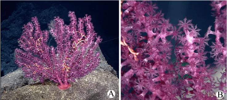 你对海洋了解多少个视频,你对海洋馆了解多少