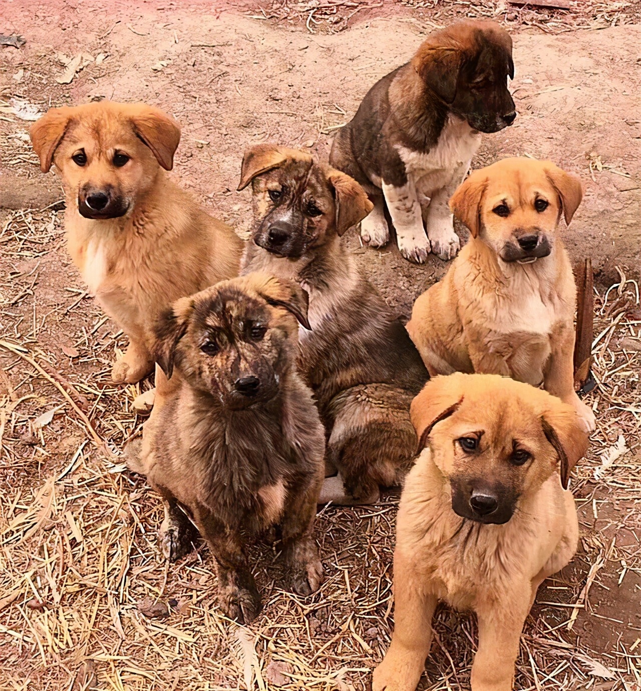 为什么这些狗狗当不了警犬，大型“反间计”现场