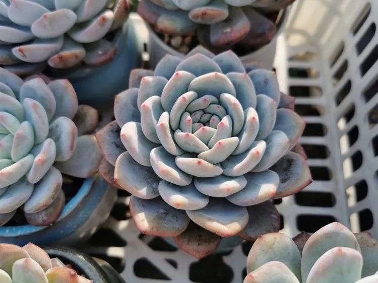 我和多肉,我与多肉