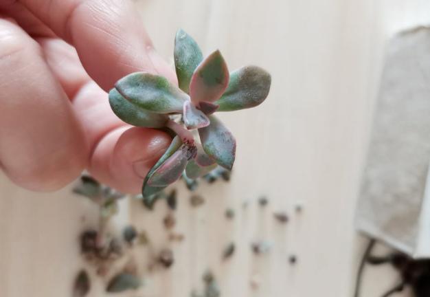 多肉叶子变软了蔫蔫的怎么救活,多肉叶子发软打蔫儿怎么处理