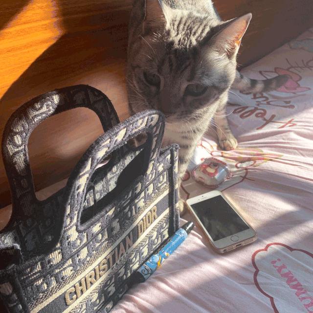 超好看的宠物包,好看又大的宠物包