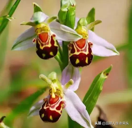 最新世界十大“怪”，最后一个太绝了！