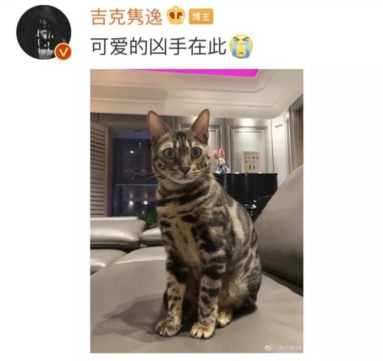 被猫抓伤的伤口痒什么原因,被猫抓伤出血伤口肿了很痒