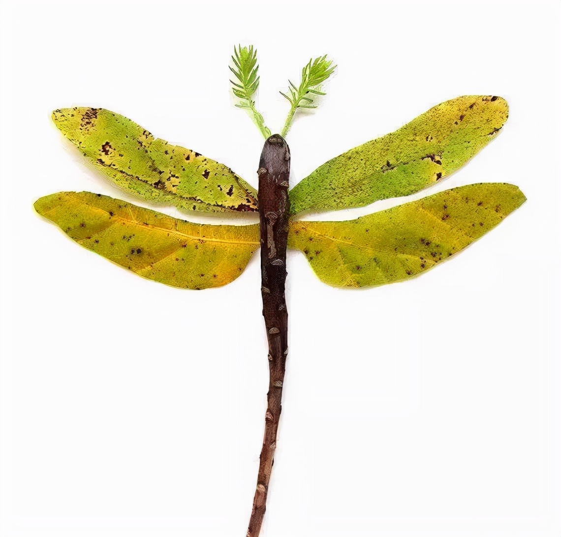 有多少种各种各样的小动物呢,用落叶做可爱的小动物