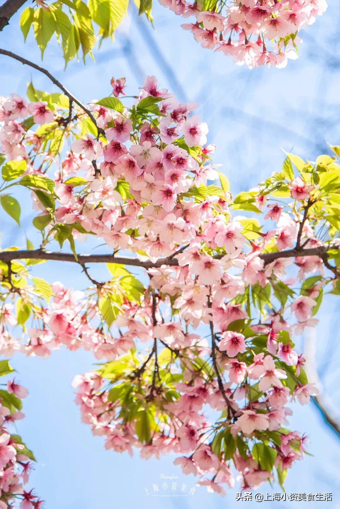 顾村公园一年一度赏樱,顾村公园赏樱点