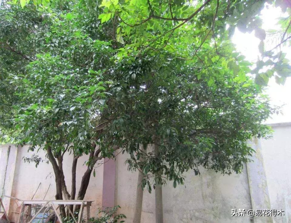 黄珠兰和白珠兰的区别,白珠兰和黄珠兰的区别