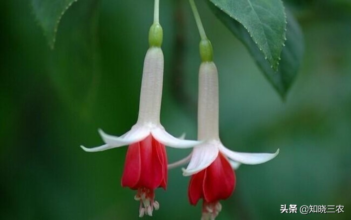 倒挂金钟放什么肥料最好,倒挂金钟施肥多了叶子发蔫怎么办