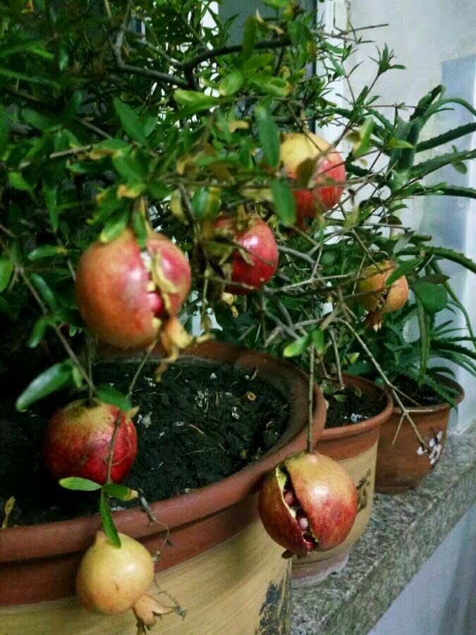 怎么养护石榴盆栽才能开花结果,石榴盆栽造型和养护方法图片