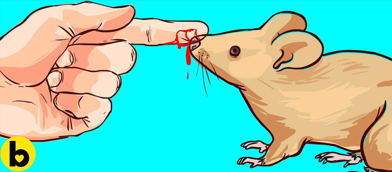 澳洲鼠患,澳洲鼠患成灾