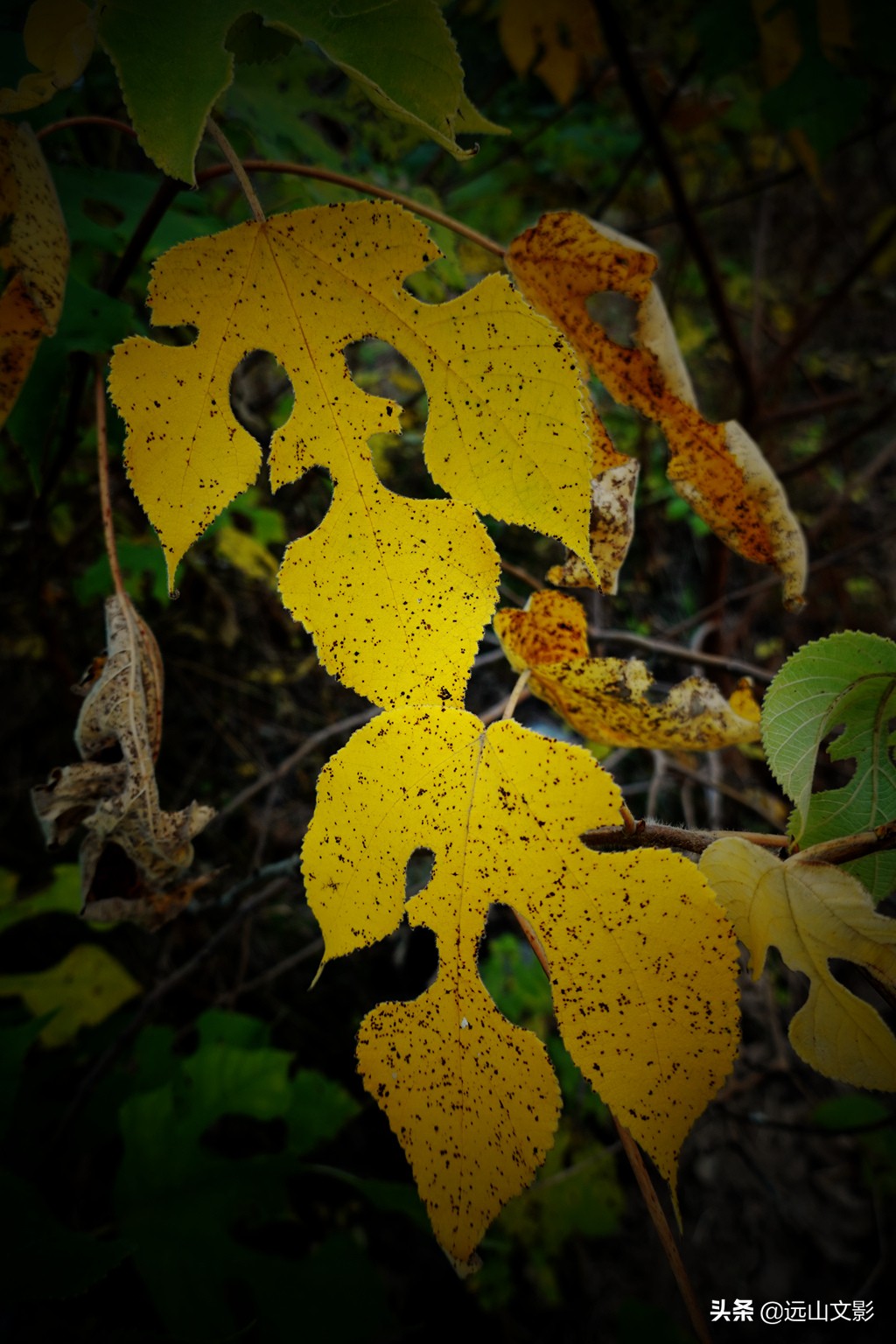 索尼黑卡二怎么拍,索尼黑卡2大光圈拍视频