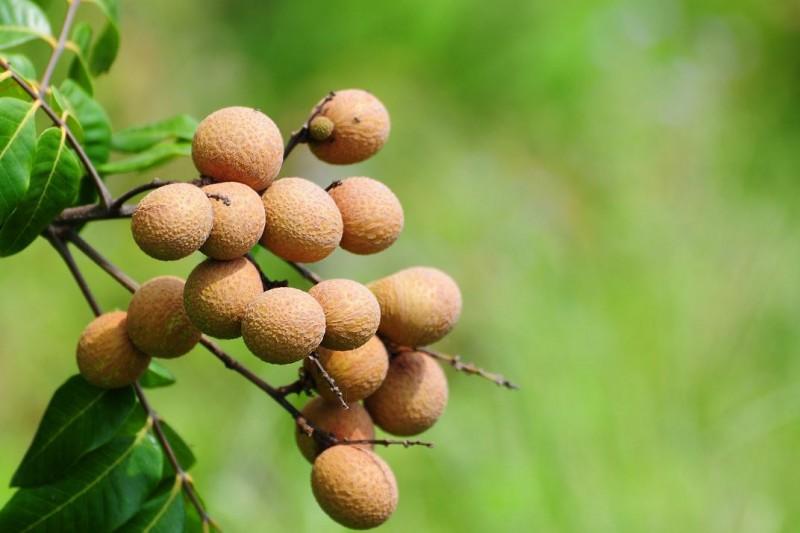 广西特产有哪些广西十大特产介绍,广西特产的水果有哪些