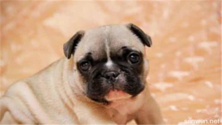 狗狗身上有异常的表现,狗诡异动作