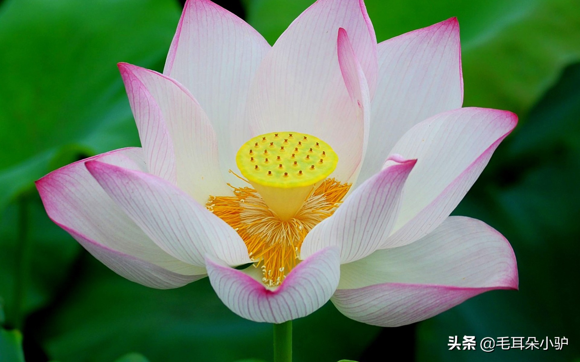 佛教的九种圣花,佛经中的四大天界宝花