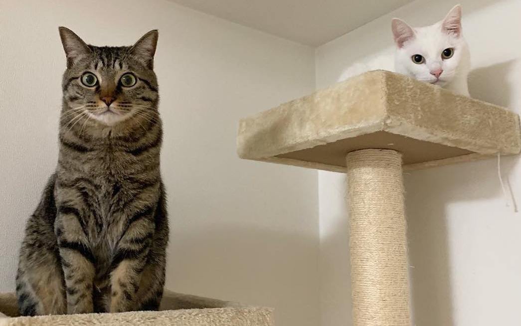 猫咪巨结肠是什么原因,猫咪巨结肠症的治疗与恢复