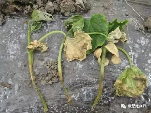 文玩葫芦的病虫,文玩葫芦预防花叶病教程