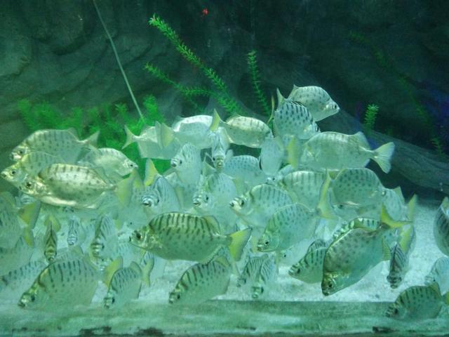 汽水鱼海水鱼,把海水鱼养成汽水鱼