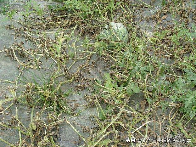 西瓜枯萎病和烂根怎么防治,西瓜枯萎病最好的防治方法