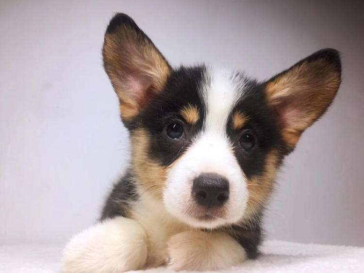 养狗新手入门必备知识,养狗知识大百科入门篇