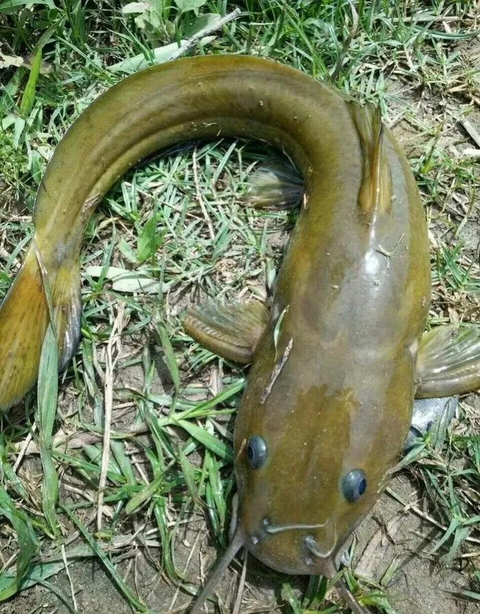 中国最好吃的4大淡水鱼,中国特别好吃的10种淡水鱼