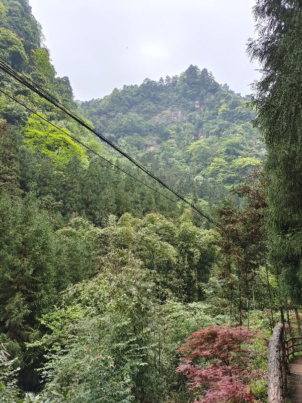 大型氧吧机,森林公园吸氧