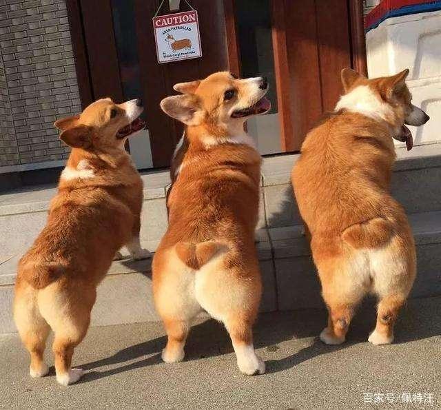 如何训练柯基在阳台定点上厕所,如何训练柯基在指定的地方上厕所