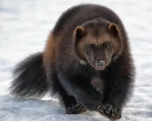 随笔贝加尔湖畔,贝加尔湖旅游随笔