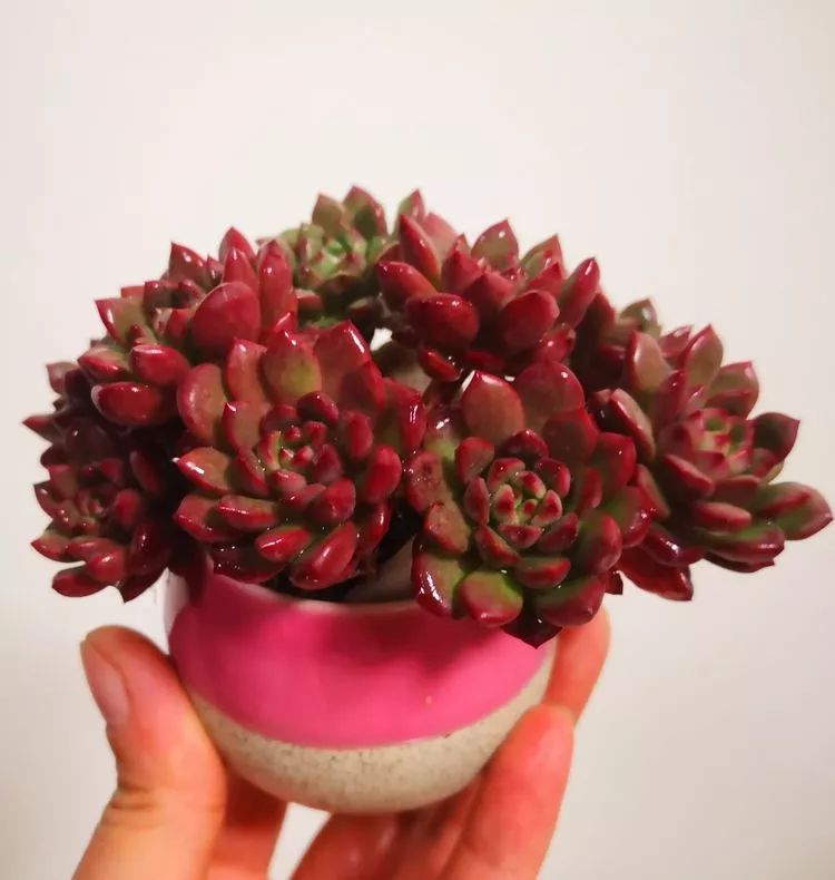 最美的20种多肉,15种最美的多肉