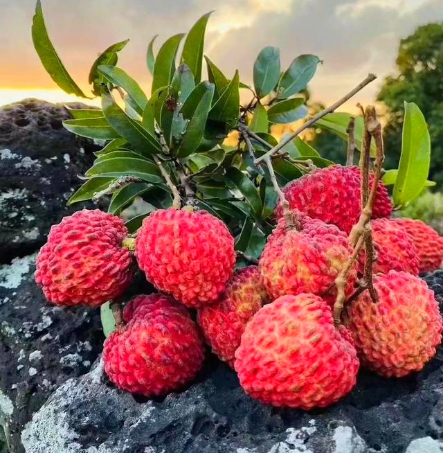 海南，那些独特的热带水果，你都了解吗？