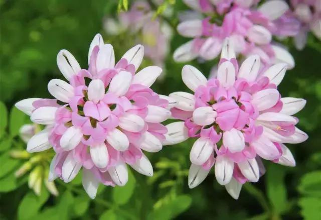 园林中适合用作地被的植物,有关植物方面的知识有哪些