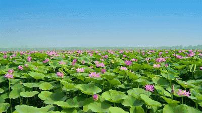 广州有荷花的地方,广州周边的荷花景点推荐