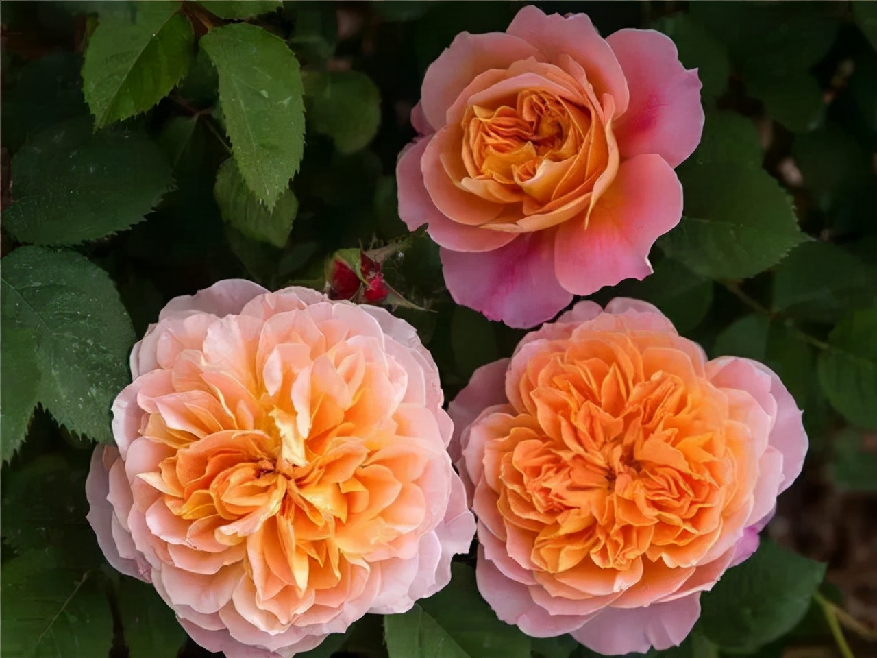 最优秀的几款藤本月季,值得入手的十大月季