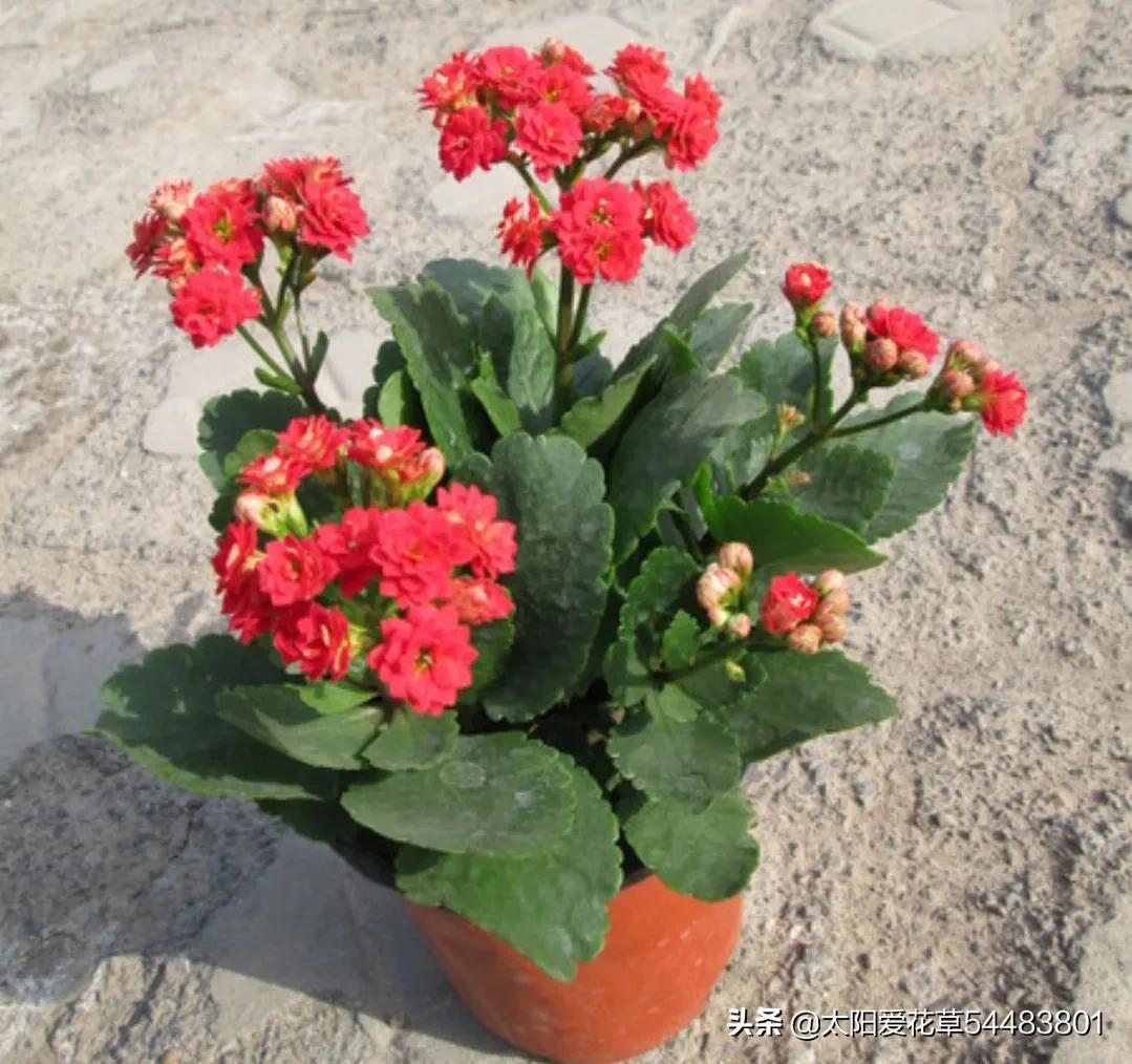 情人节20种礼物推荐,情人节520送什么颜色的花好